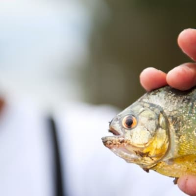 Pêche et cours de cuisine en Amazonie