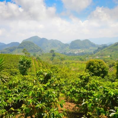 Visite d'une plantation de café