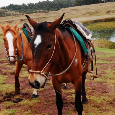 Cheval à Cusco