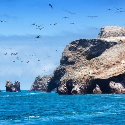 Excursion aux îles Ballestas