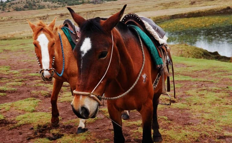 Cheval à Cusco